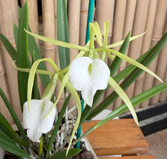 Brassavola nodosa 'Mas Mejor' x sib 'Remar'