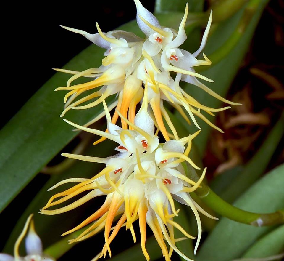 Bulbophyllum odoratissimum (syn. congestum)