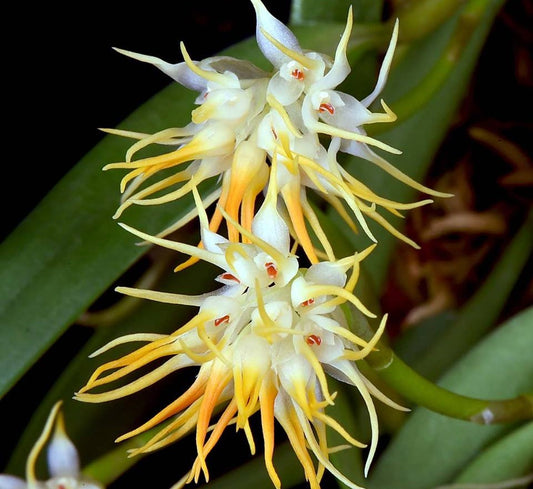 Bulbophyllum odoratissimum (syn. congestum)