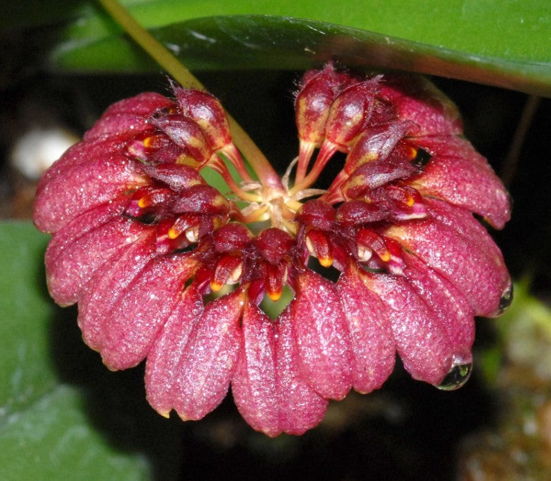 Bulbophyllum corolliferum