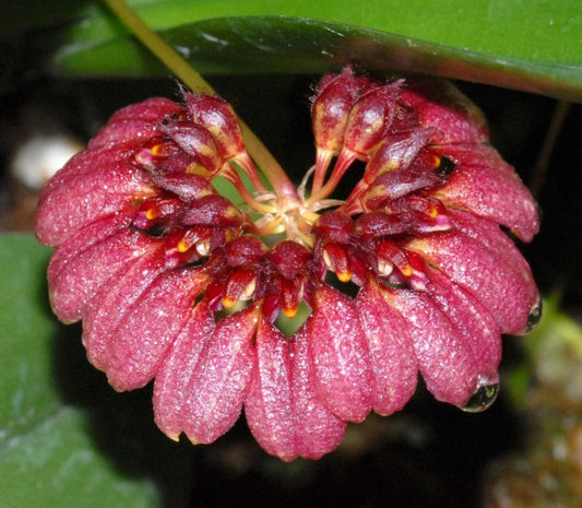 Bulbophyllum corolliferum