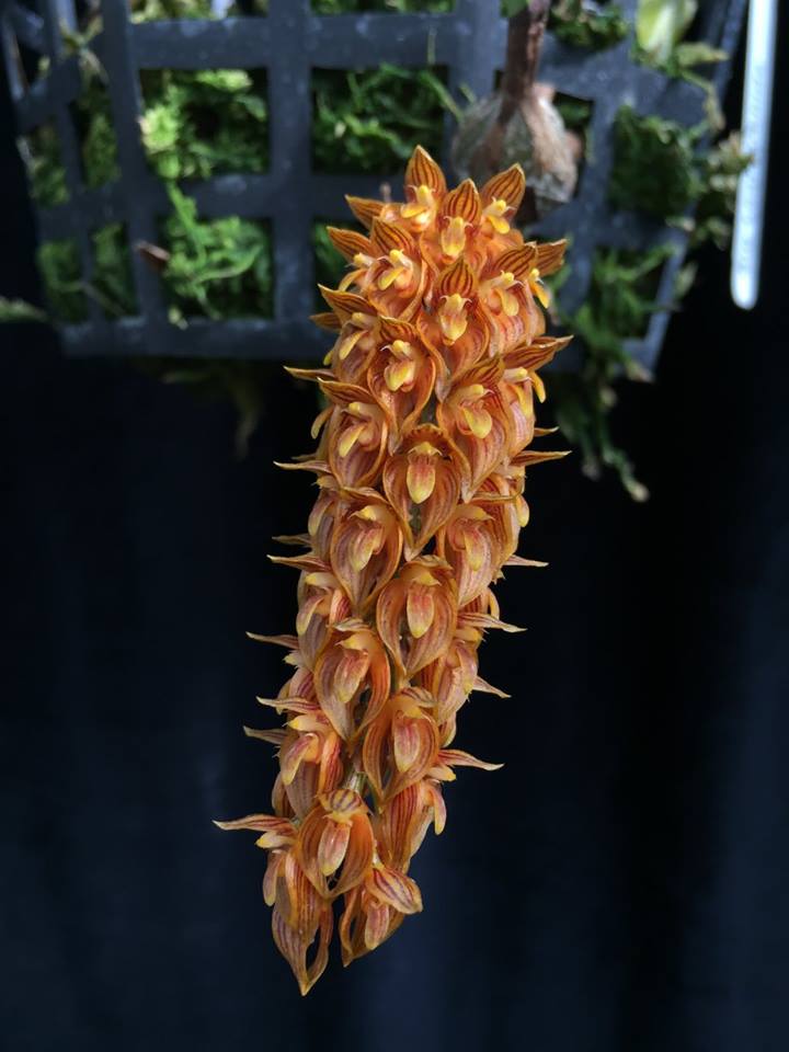Bulbophyllum cupreum