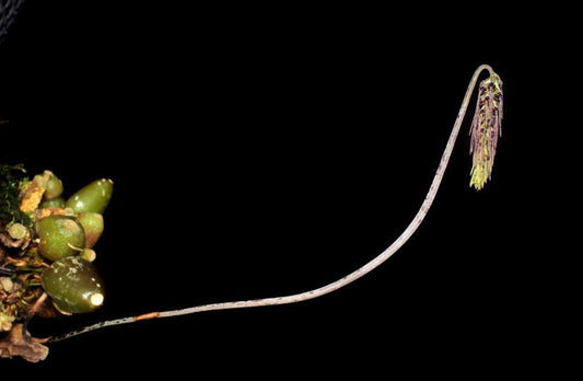 Bulbophyllum lemniscatoides