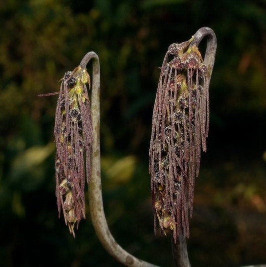 Bulbophyllum lemniscatoides