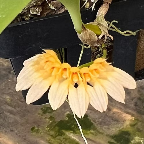 Bulbophyllum lepidum