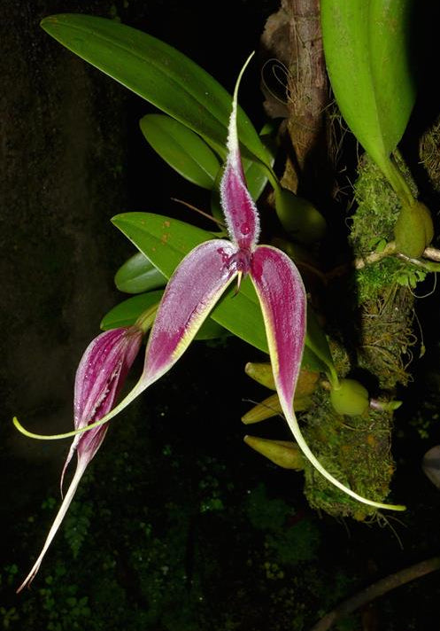 Bulbophyllum maxillare