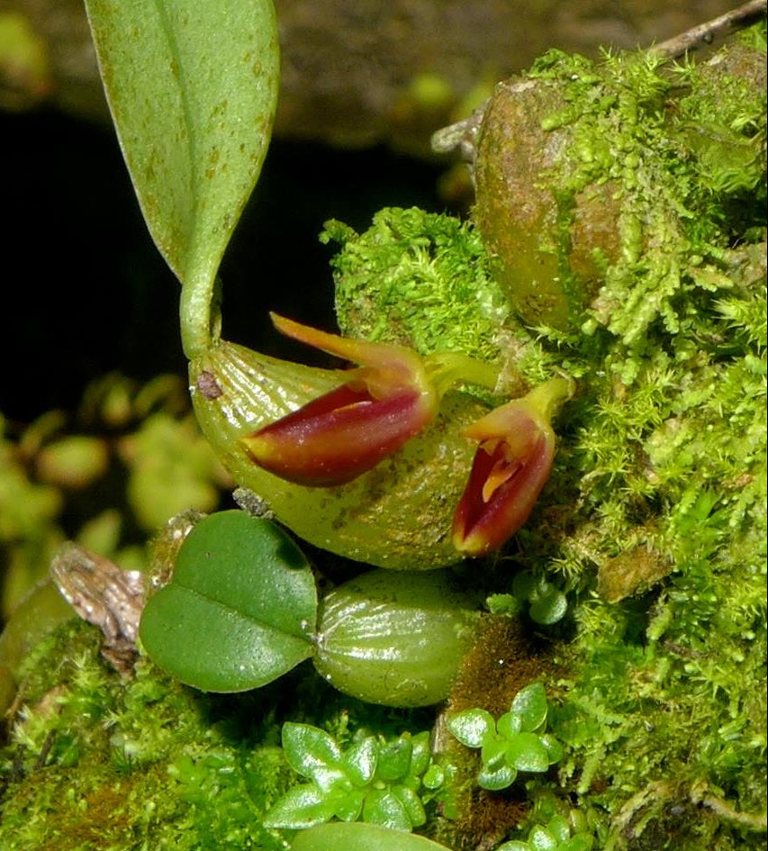 Bulbophyllum membranaceum