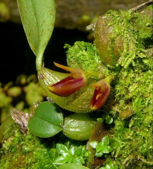 Bulbophyllum membranaceum