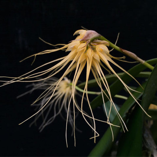 Bulbophyllum vaginatum 'Maui Beauty'