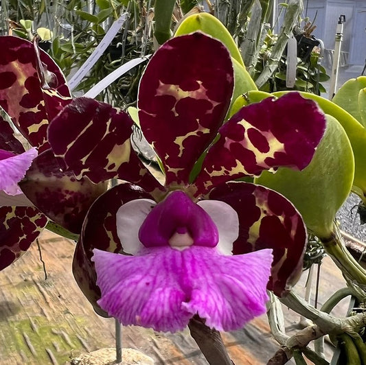 Cattleya aclandiae 4N