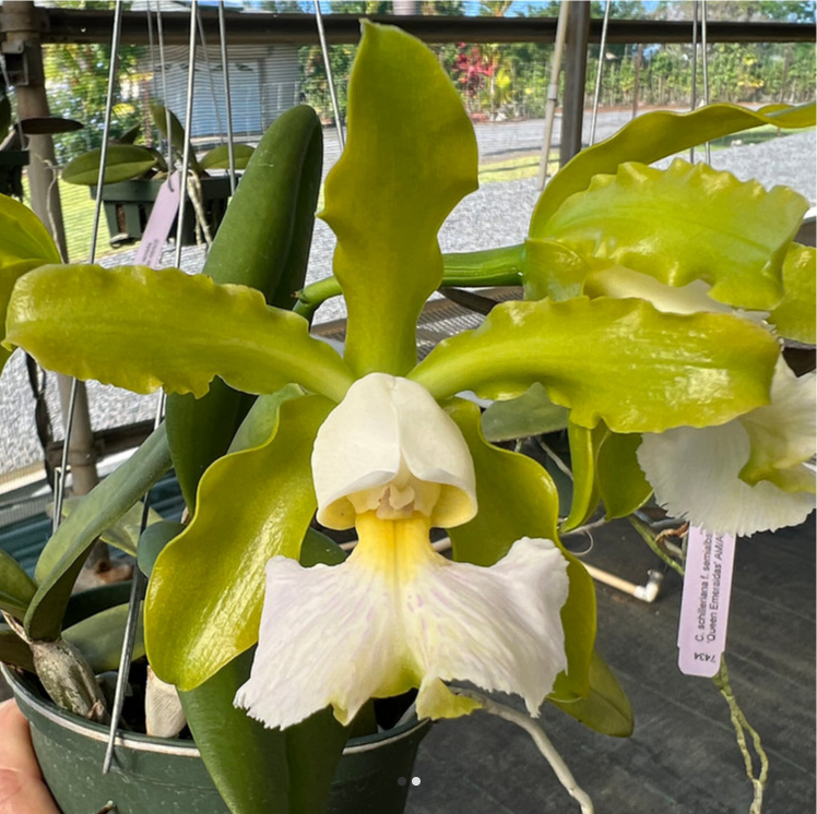Cattleya schilleriana albescens 'Pauwela' x self
