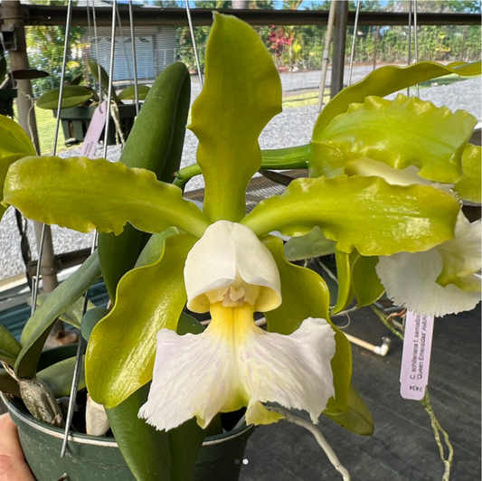 Cattleya schilleriana albescens 'Pauwela' x self