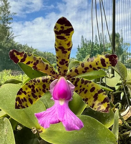 Cattleya aclandiae 'Haiku Treasure'