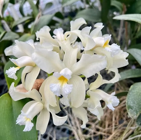 Cattleya amethystoglossa alba 'Maui Treasure' x self
