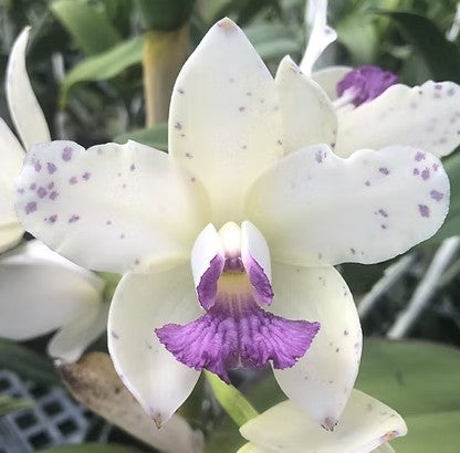 Cattleya amethystoglossa var. coerulea x sib
