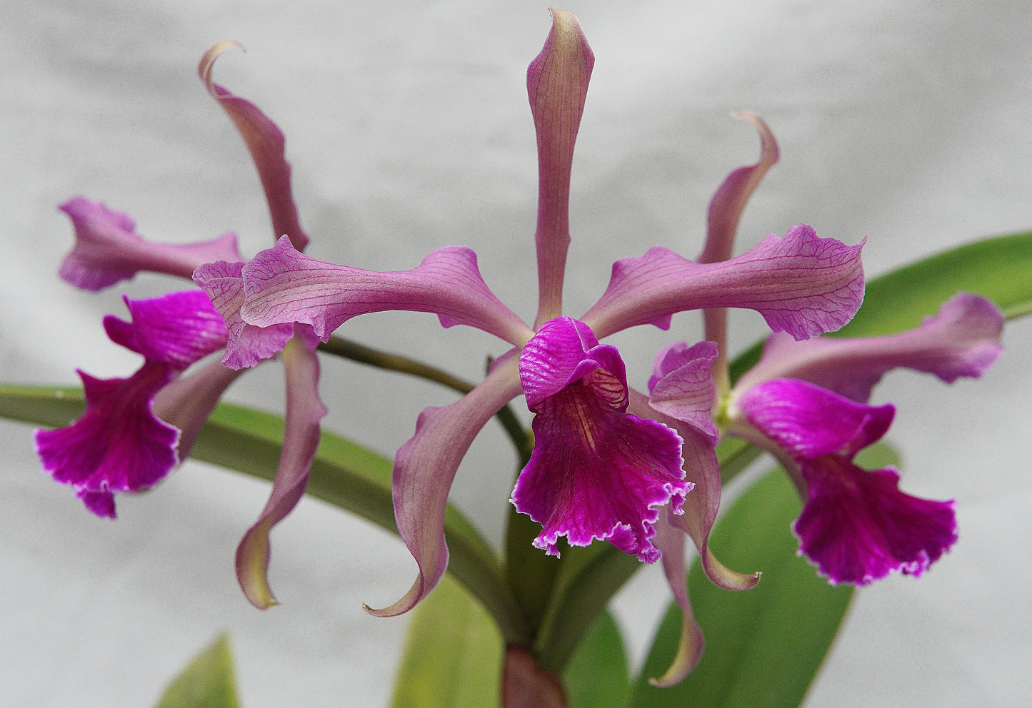 Cattleya Antigone