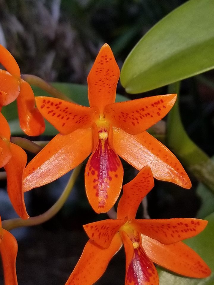 Guarianthe aurantiaca 'Mangold' x sib