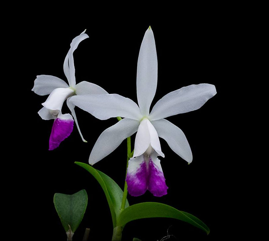 Cattleya Brazilian Star