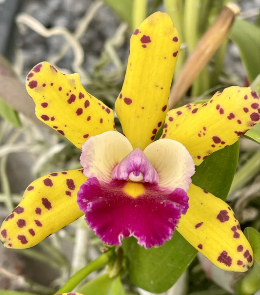 Cattleya Hawaiian Urchin 'Jungle Fever'