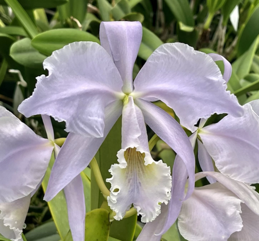 Cattleya labiata var. coerulea 'Blue Hawaii'