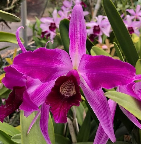 Cattleya purpurata var. flammea 'Maui' x sib 'Extra'