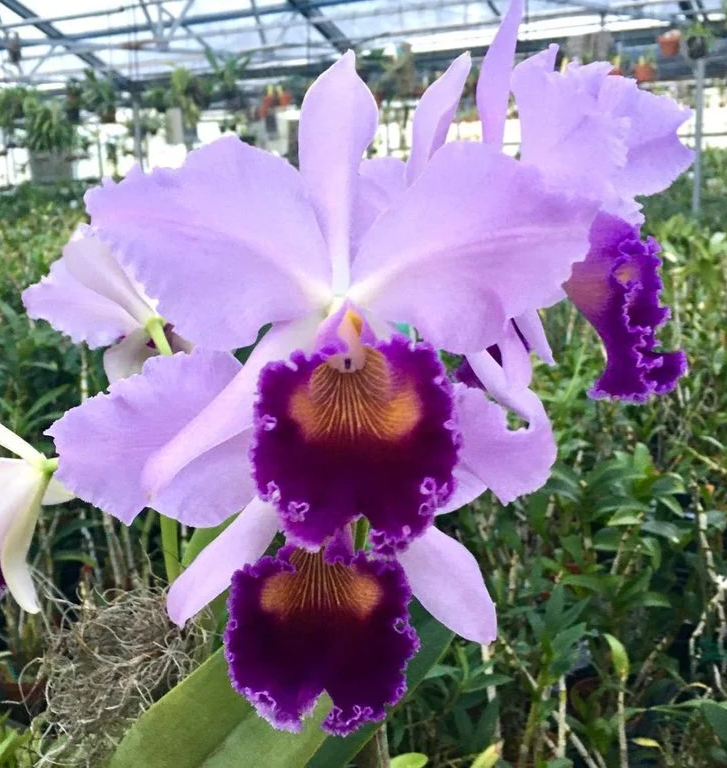 Cattleya Dinard 'Blue Heaven'