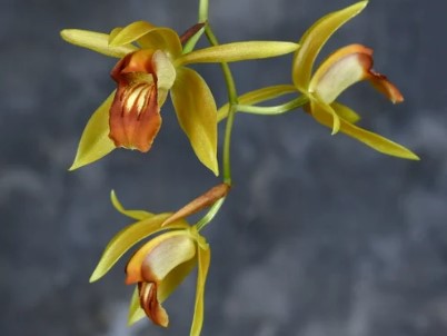 Coelogyne Odyssey