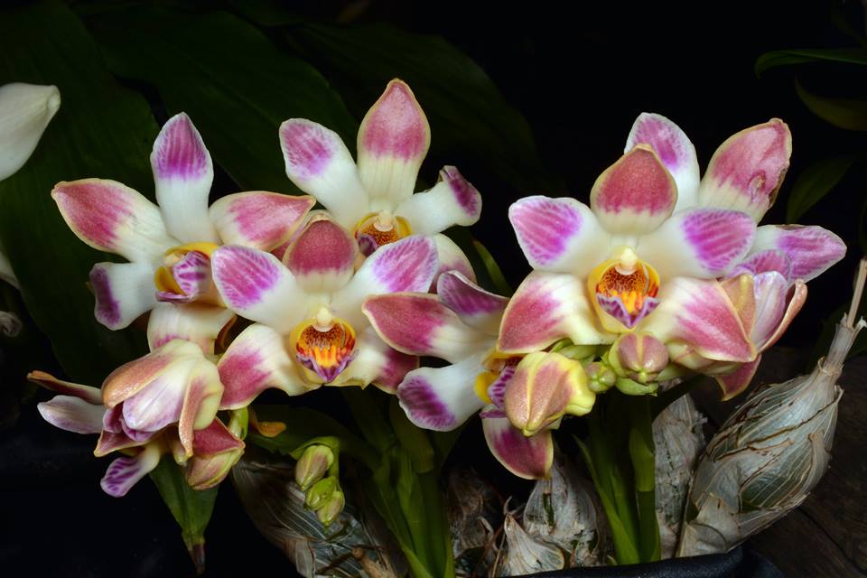 Chysis limminghei 'Valley Isle’ x sib