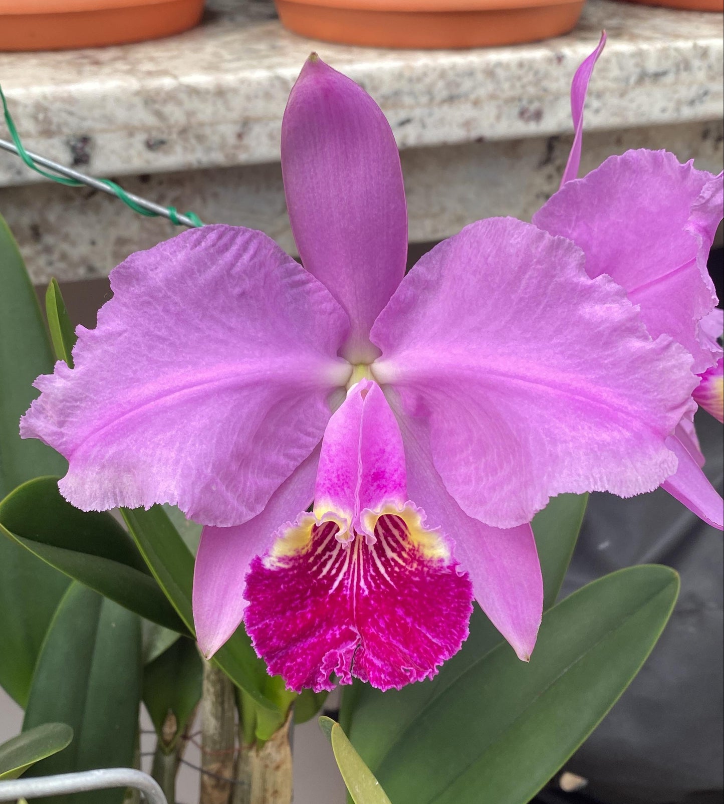 Cattleya lueddemanniana