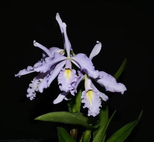 Cattleya maxima f. coerulea 'Gigi' x ('Angelo' x 'Scott')