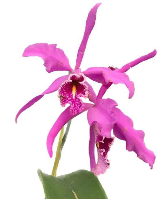 Cattleya maxima 'La Churonita'