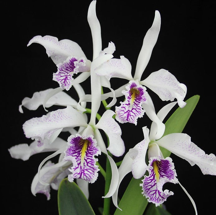 Cattleya maxima semi-alba 'Monolo' AM/AOS x self
