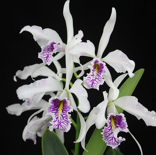 Cattleya maxima semi-alba 'Monolo' AM/AOS x self