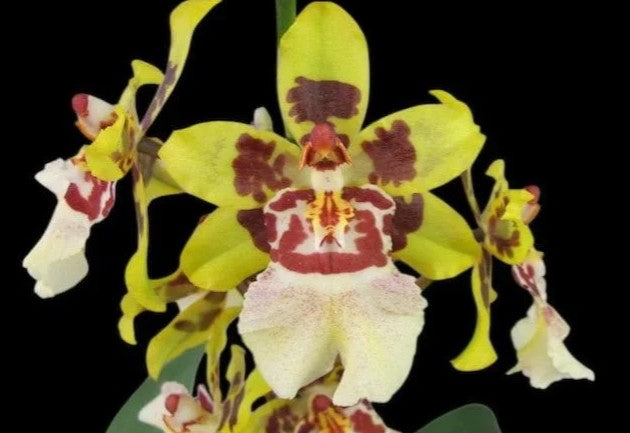 Oncostele Wildcat Cheeta 'Gold'