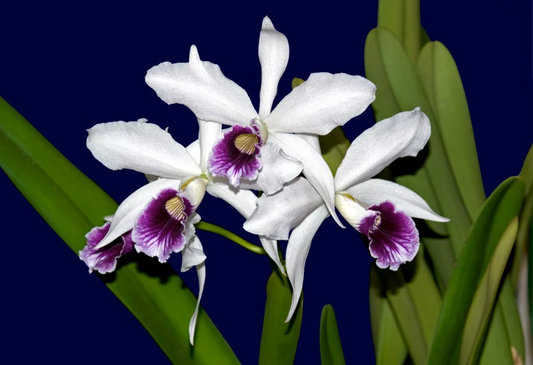 Cattleya purpurata Uba Tuba 'Splash' x Uba Tuba