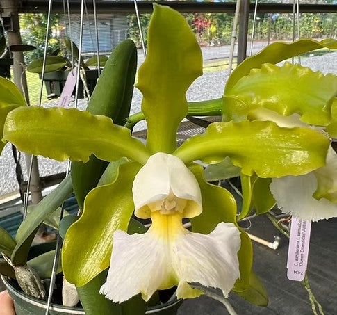 Cattleya schilleriana albescens 'Pauwela' x self