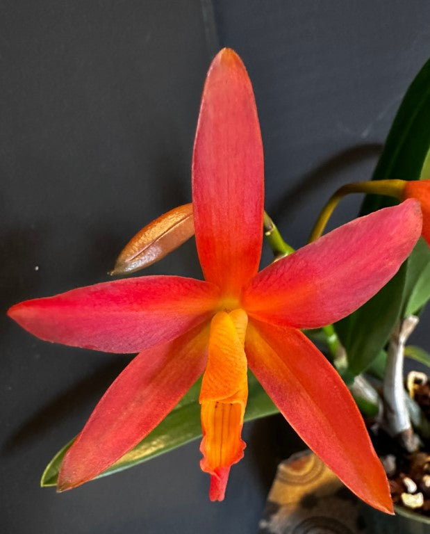 Cattlianthe Florida Wildfire