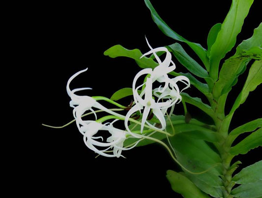 Cyrtorchis chailluana 'Maui Beauty' x self