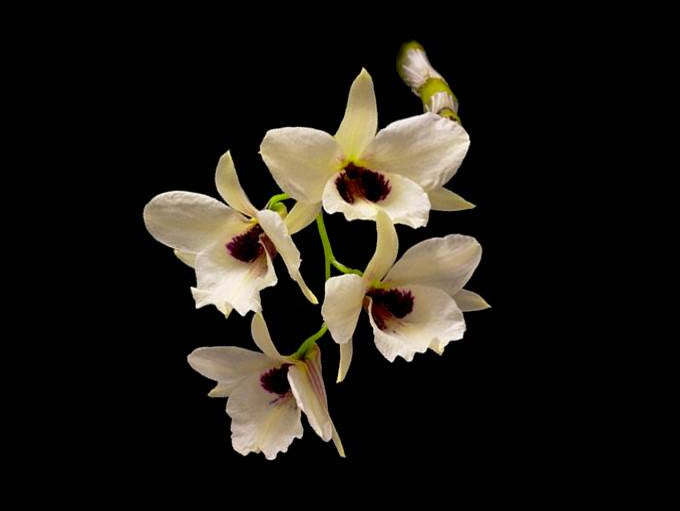 Dendrobium albosanguineum