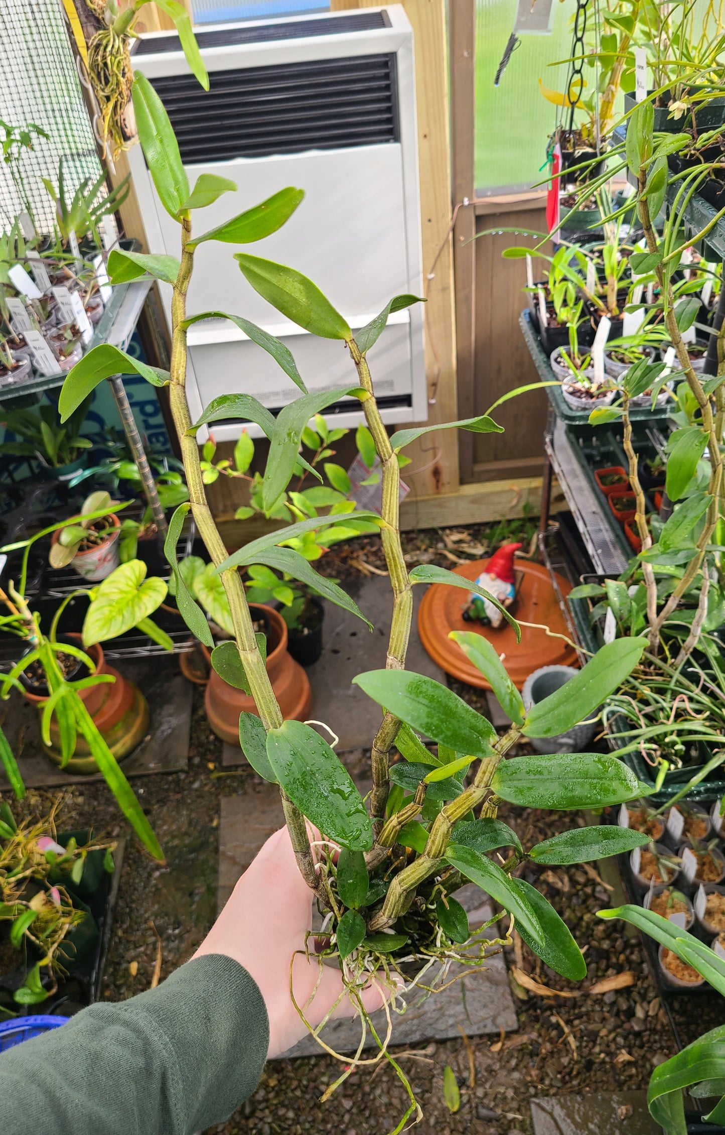 Dendrobium lowii x sib