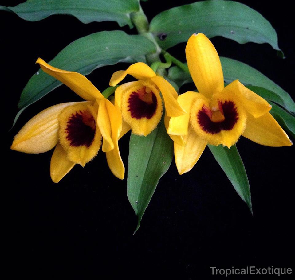 Dendrobium ochreatum