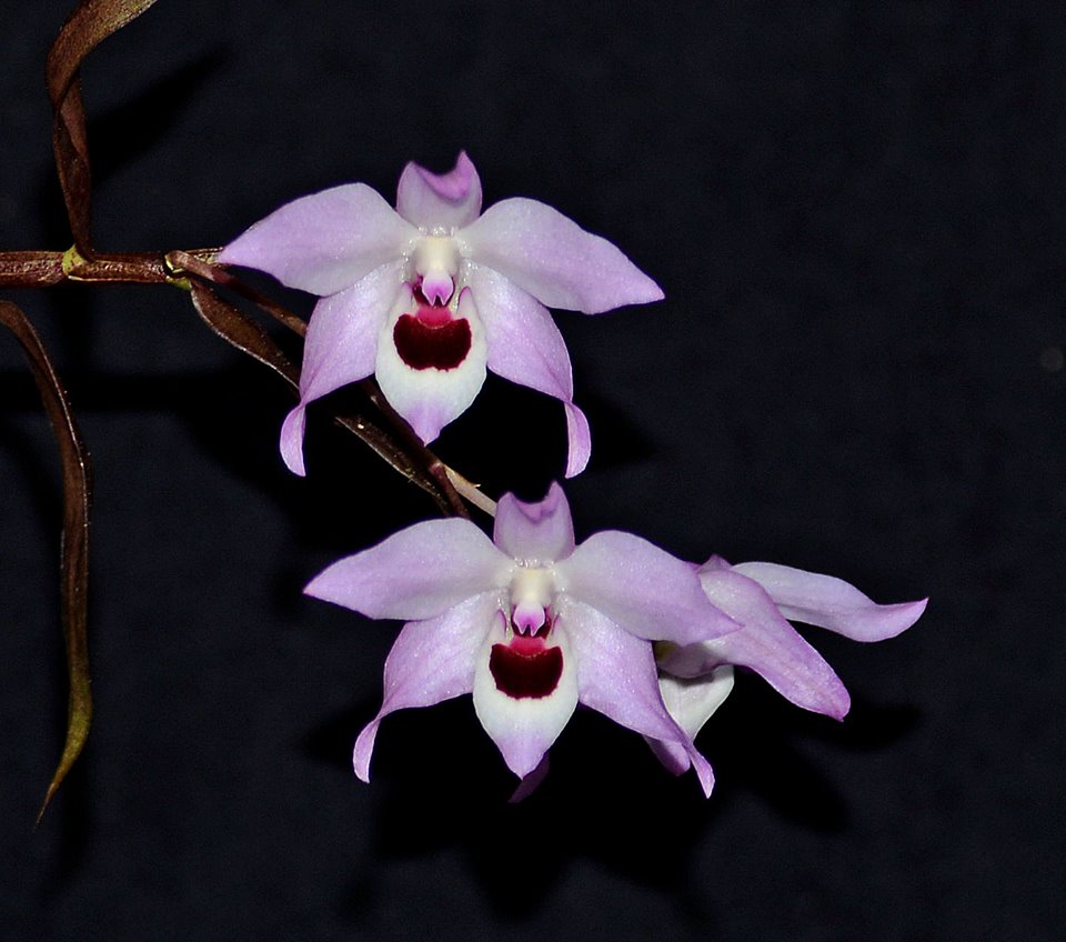 Dendrobium shixingense