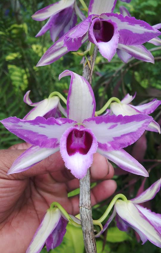 Dendrobium anosmum 'Touch of Class'