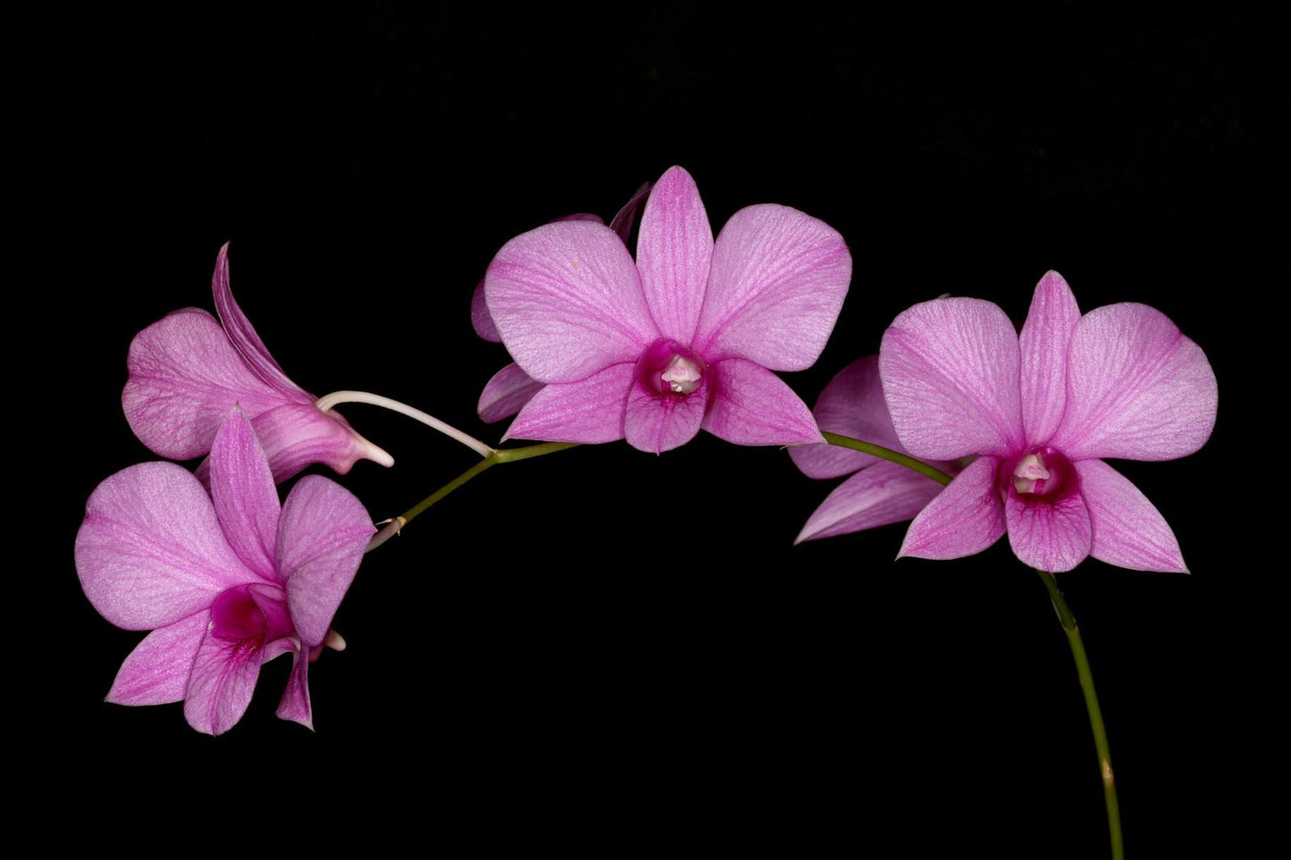 Dendrobium bigibbum var. compactum 'Zechia Lynn'