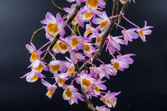 Dendrobium crepidatum
