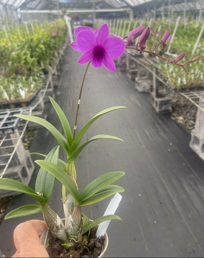 Dendrobium Enobi Purple 'Little Plum'