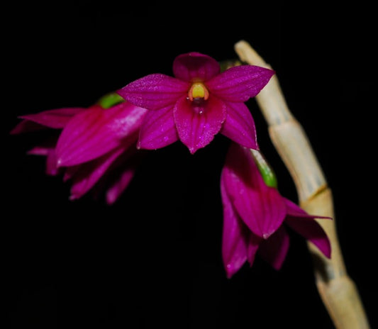 Dendrobium goldschmidtianum (syn. miyakei) x sib ('T3' x 'Hsinying')