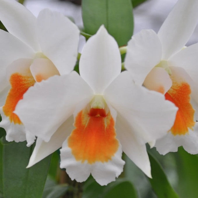Dendrobium Judith Nakayama