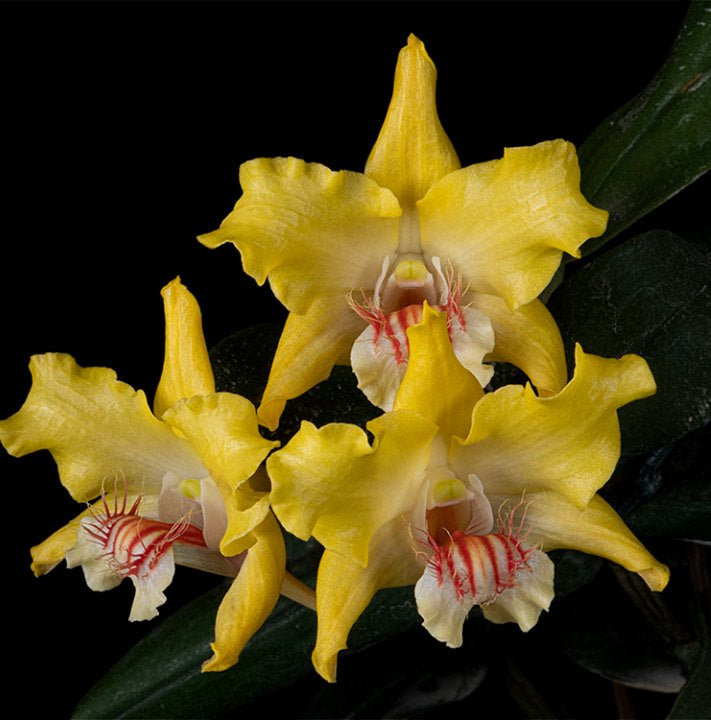 Dendrobium lowii x sib