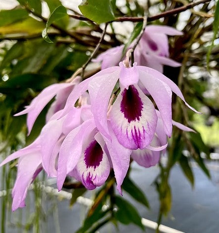 Dendrobium maccarthiae